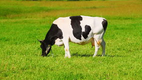 vache-mangeant-de-l-herbe