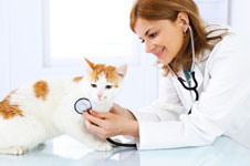 chat-malade