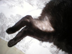 chat-malade2