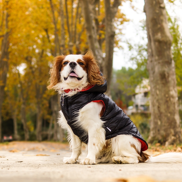 Doudoune-pour-chien-reversible-noire