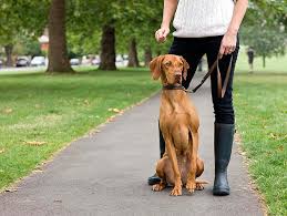 pet-sitter