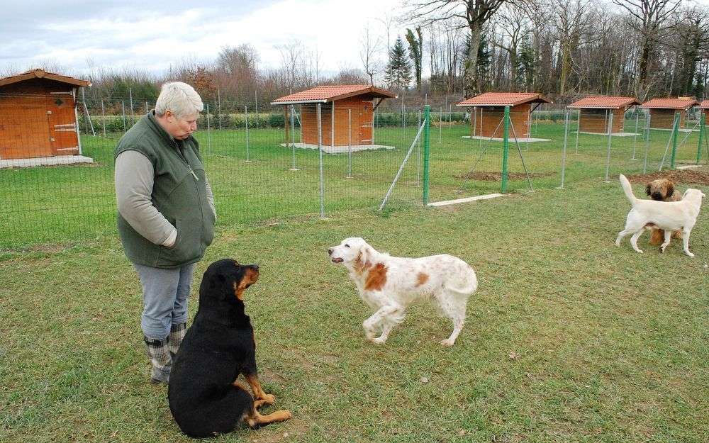 prestations-pensio-pour-chien