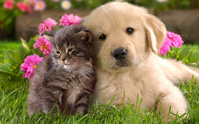 animal-compagnie-chat-chien-ensemble2