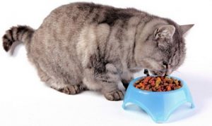 bousculer-la-nourriture-d-un-chat