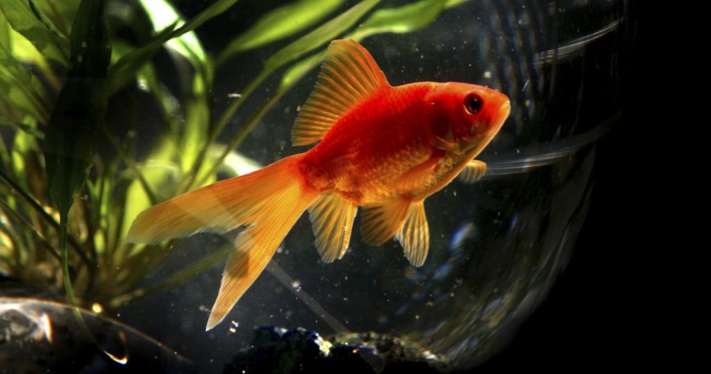 poisson-rouge-1024x538