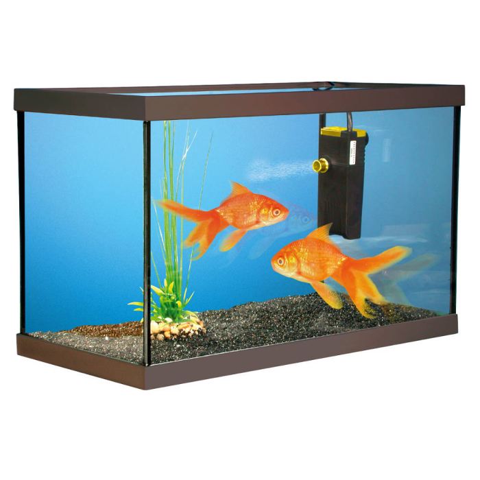 poisson-rouge-aquarium