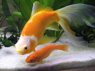 poisson-rouge-discretion