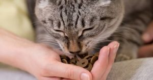 un-chat-qui-se-nourrit